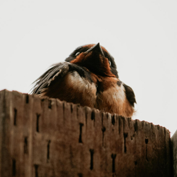 Bird perched on post